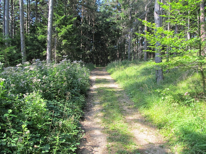 IMG_7481.JPG - Nach der Abzweigung zum Wagnersteig geht es weiter Richtung Seiser Toni.