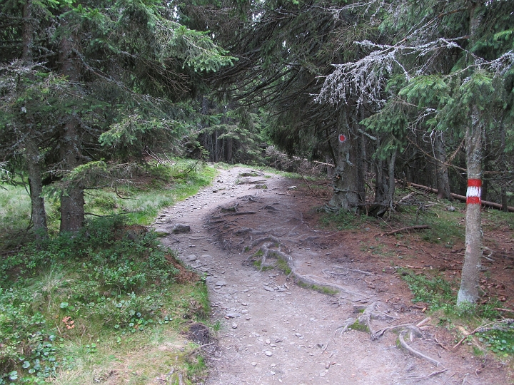 IMG_7782.JPG - Nach der Schwaig geht es ein Stück durch den Wald.