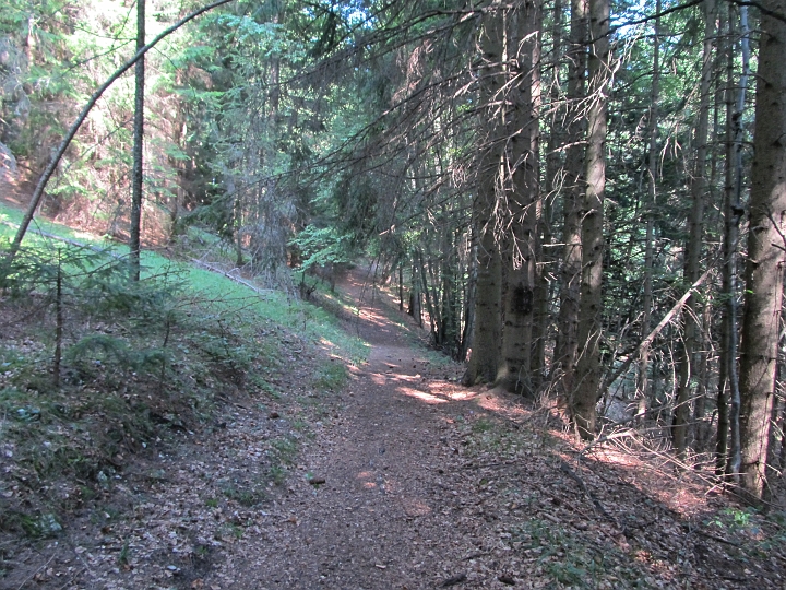 IMG_7932.JPG - Dann geht es gemütlich duch den Wald.