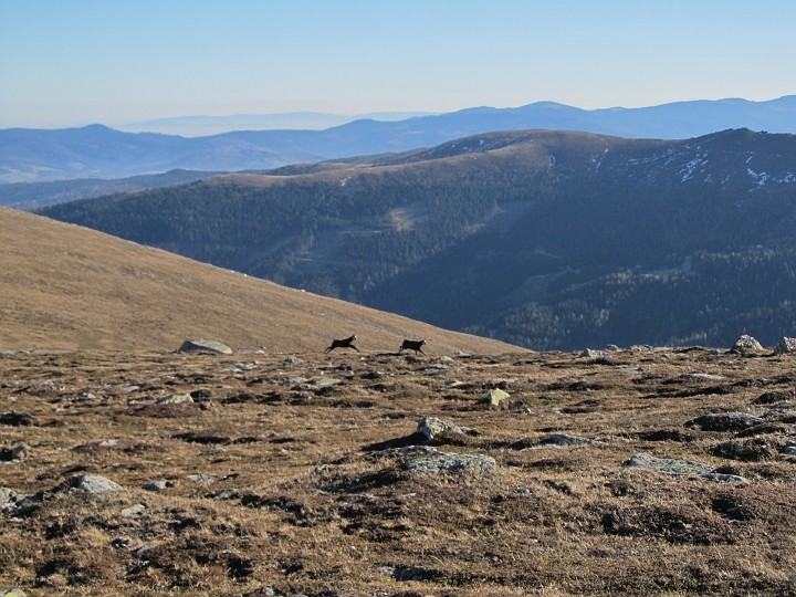 IMG_9324.JPG - Wir beobachten eine Gamsenjagd (Gams jagt Gams)