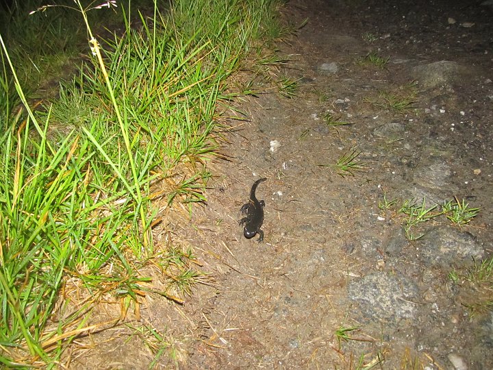 IMG_2544.JPG - So manches abendaktive Tierläuft uns über den Weg.
