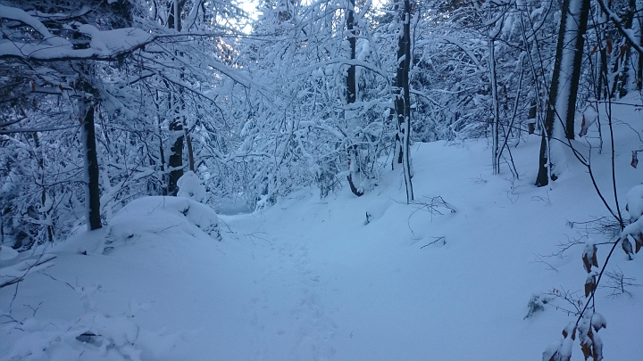 DSC_0664.JPG - Weiter unten wird der Wald wieder verschneiter, da die Sonne den Schnee noch nicht weggeschmolzen hat.