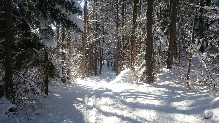 DSC_0669.JPG - ..schon bin ich wieder auf der Forststraße