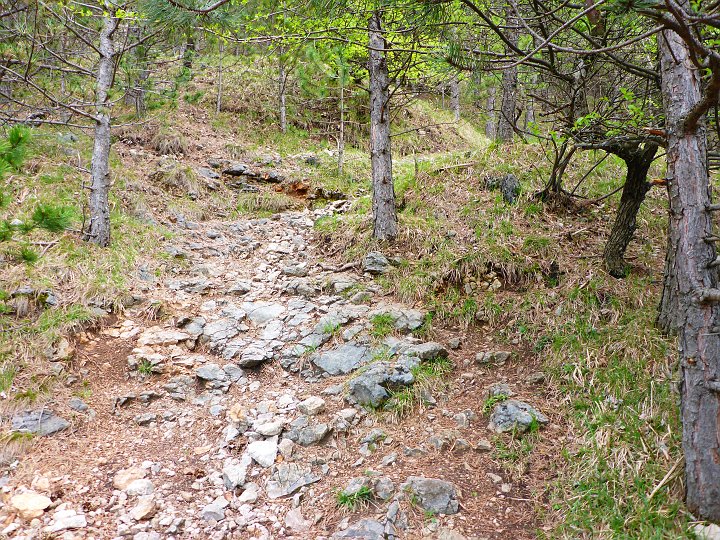 P1000536.JPG - Aber bald erreichen wir wieder den Grafenbergsteig.