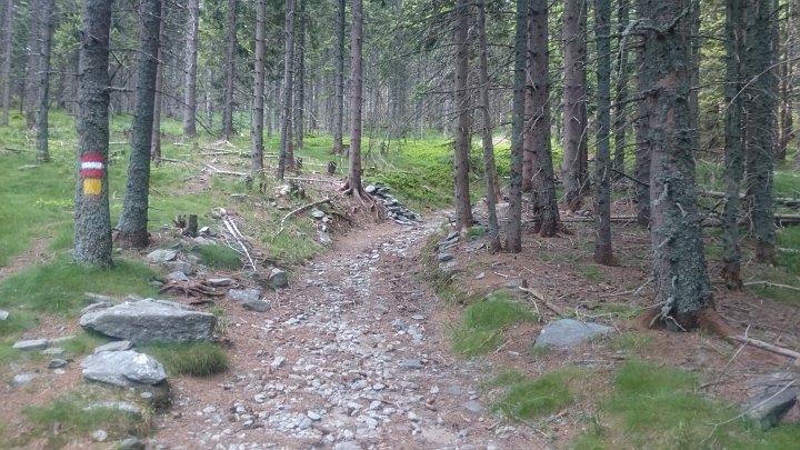 DSC_1146.JPG - Langsam wird es flacher. Der Schindlsteig zeichnet sich ja durch die direkte Linienführung aus...