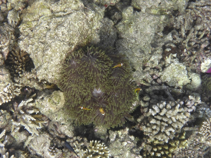 1020891.jpg - Die Anemonenfische mit einem Streifen sind die Maledivenanemonenfische