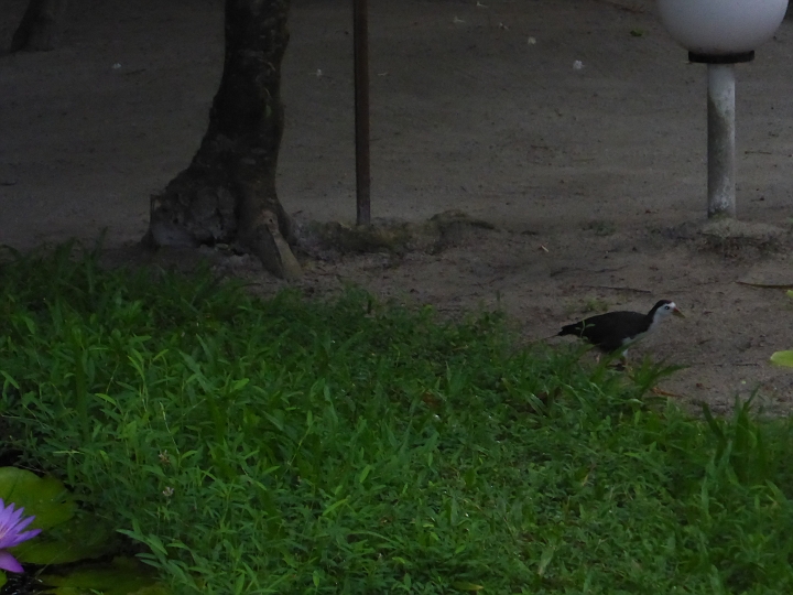 1020926.jpg - Ein Vogel. Dessen Junges haben wir nur gesehen, nicht fotografiert. (ist noch ein bissl scheu)