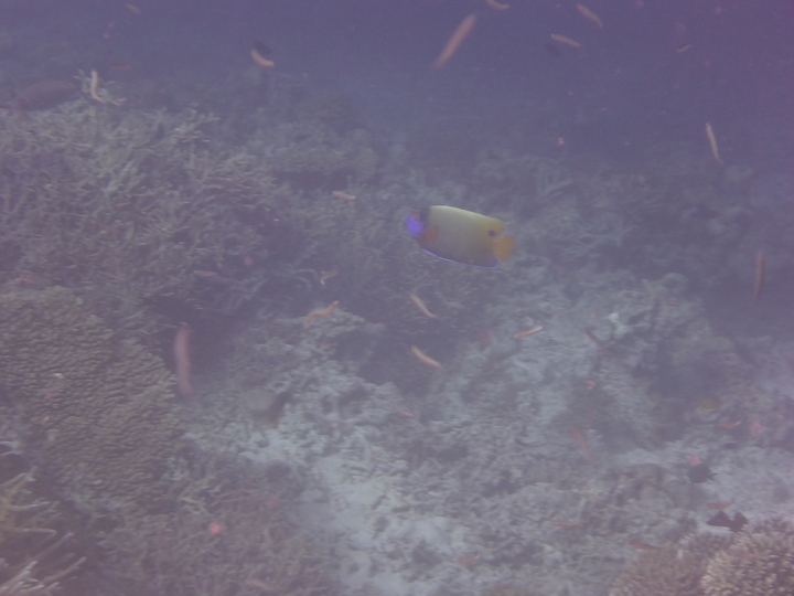 1020939.jpg - Den Blaukopf-Kaiserfisch haben wir nur einmal gesehen, daher bleibts bei diesem unscharfen Bild.