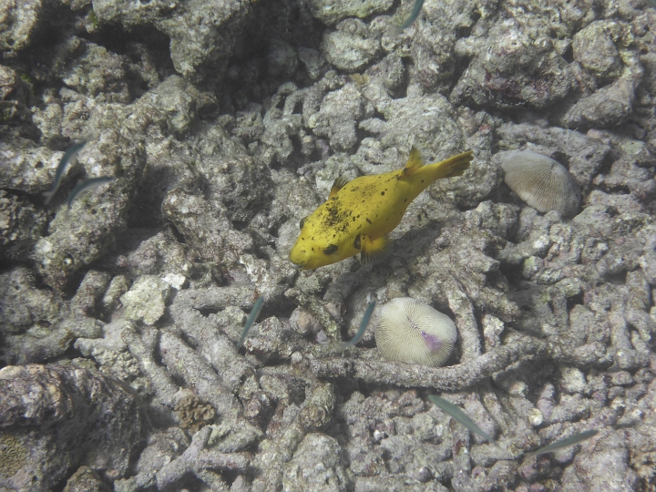 1020947.jpg - Schwarzfleckenkugelfisch. Diesmal in gelb.
