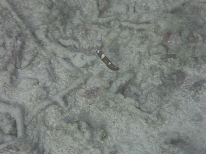 1030169.jpg - Der Fisch (es war kein Wurm), ist noch nicht identifiziert, ev Partnergrundel?