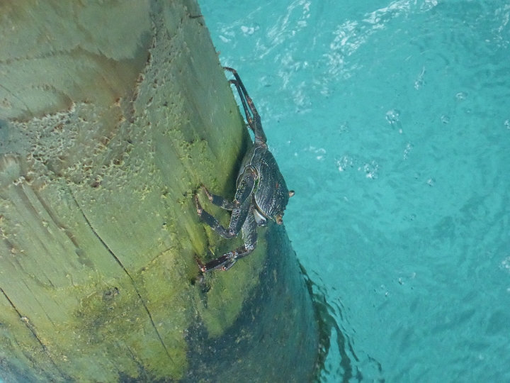 1030261.jpg - Eugene Krabs