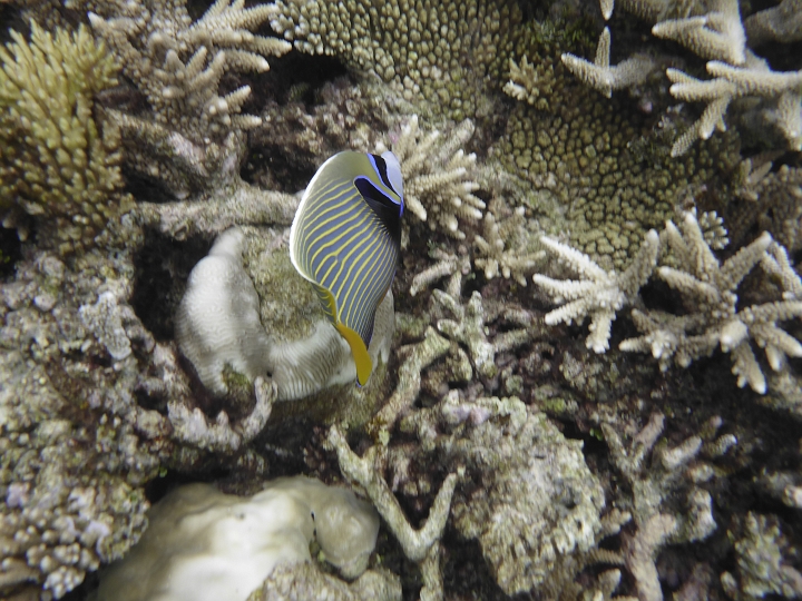 1030674.jpg - Imperator- Kaiserfisch. Da ist Clarissa tief runter zur Nahaufnahme.