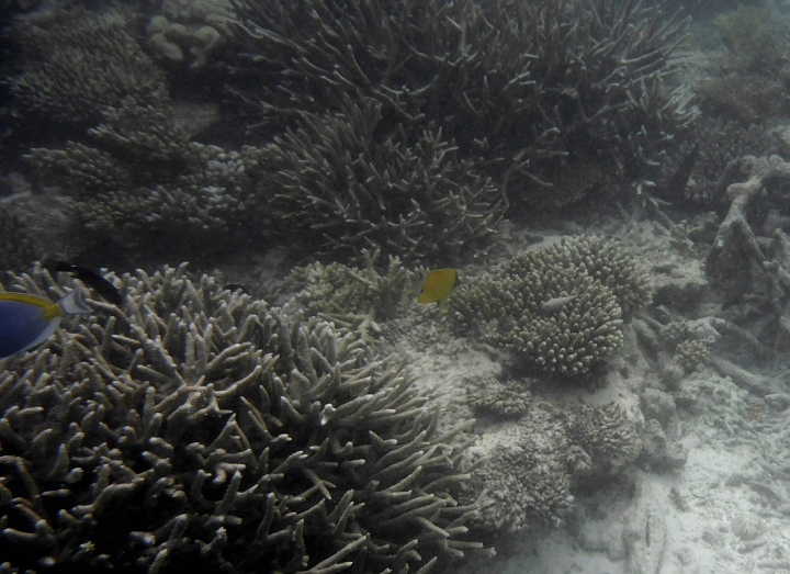 _20150711_175920.JPG - Ein Langmaulpinzettfisch (der gelbe)