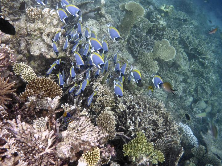 _20150711_183433.JPG - Ein Schwarm Weißkehldoktorfische und einer meiner Lieblinge, ein Pfauenkaiserfisch