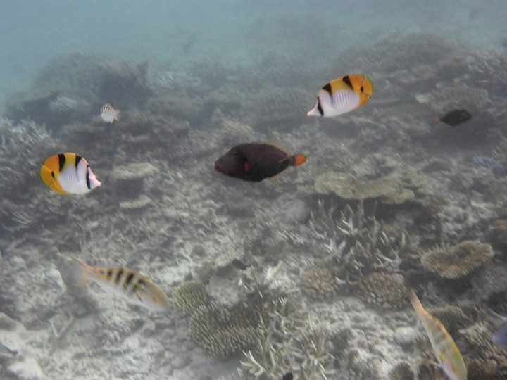 _20150711_212307.JPG - Zwei indische Doppelsattelfische.