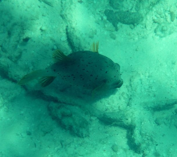 _20150712_182702.JPG - Ein Schwarzfleckenkugelfisch. Den gabs in grau und in gelb.