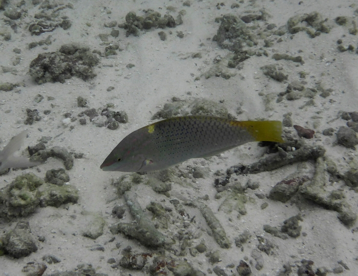 _20150713_181653.JPG - Bald ist es aber vorbei und es geht in die Lagune zum Schnorcheln. Schachbrettlippfisch