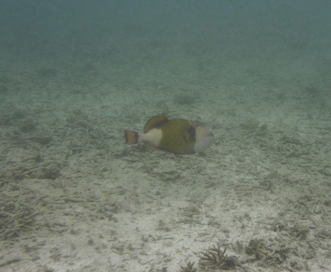 _20150713_181806.JPG - Titandrückerfisch. Der ist wirklich recht groß. Aber das ist Johannes, der wohnt in der Lagune und ist harmlos.