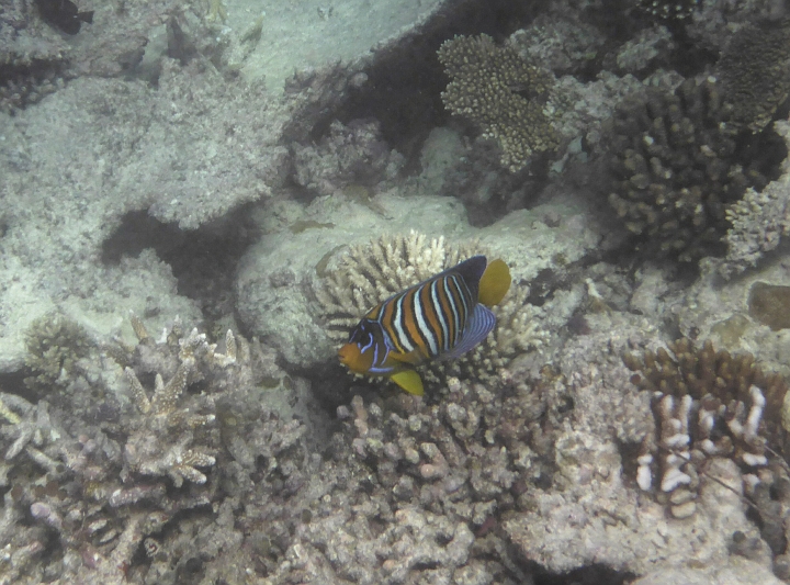 _20150714_121417.JPG - Ein Pfauenkaiserfisch