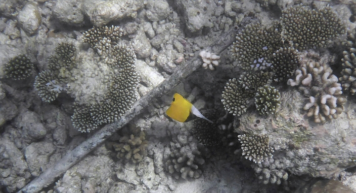 _20150714_121459.JPG - Kopfstand eines Langmaulpinzettfisches