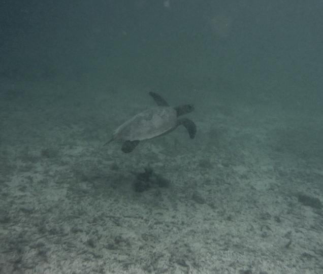 _20150715_171219.JPG - Timmy the tutle in der Lagune