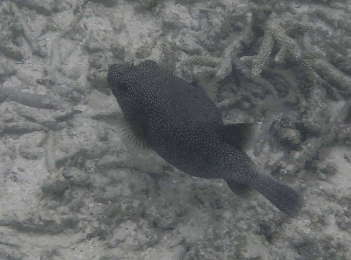 _20150715_171517.JPG - Ah! Ein Weißpunktkofferfisch in der Lagune!