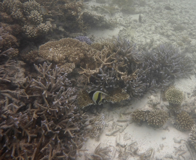_20150715_171607.JPG - Ein Halterfisch