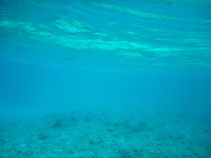 _20150716_173242.JPG - Barracuda?