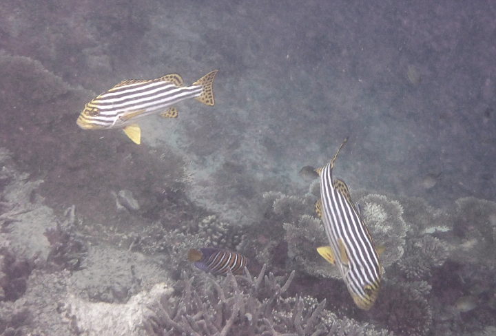_20150717_130403.JPG - Süßlippen mit Pfauenkaiserfisch