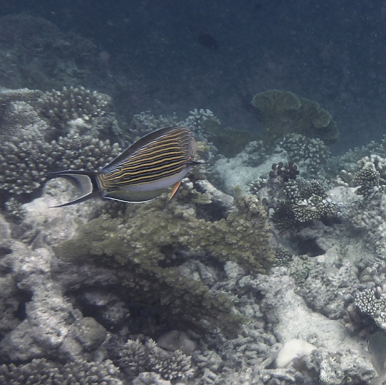 _20150717_130525.JPG - Blaustreifendoktorfisch