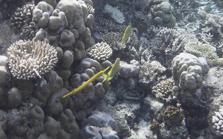 _20150719_090506.JPG - Gelber Flötenfisch