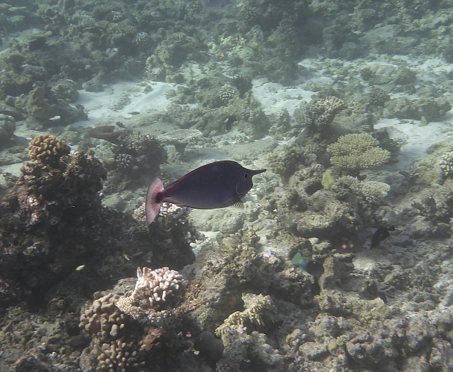 _20150719_090700.JPG - Der Nasenmann (Helge S, aus Texas), äh Nasendoktorfisch