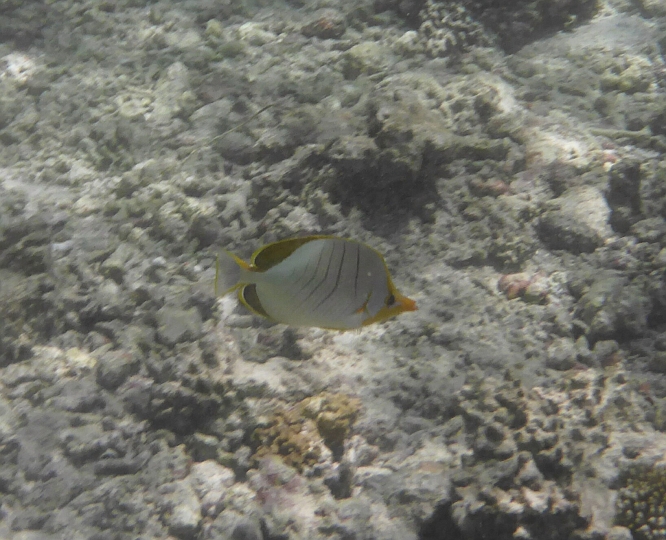 _20150719_184549.JPG - Gelbkopf- Falterfisch