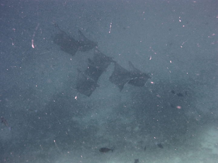 _20150720_084136.JPG - Morgensport am Südriff- Eine Horde von 8 Mantas- tief unten, daher sehr trüb und stark kontrastiert. Ein majestätischer Anblick. Das Video ist besser als das Bild.
