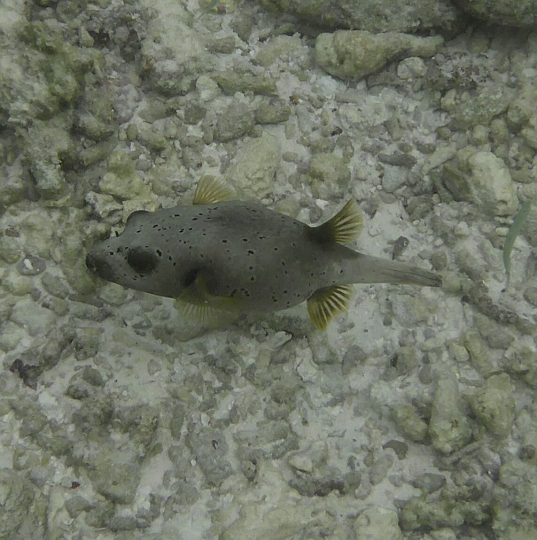 _20150720_164212.JPG - Schwarzpunktkugelfisch in grau.