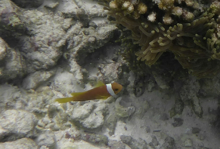 _20150720_164905.JPG - Malediven-Anemonenfisch