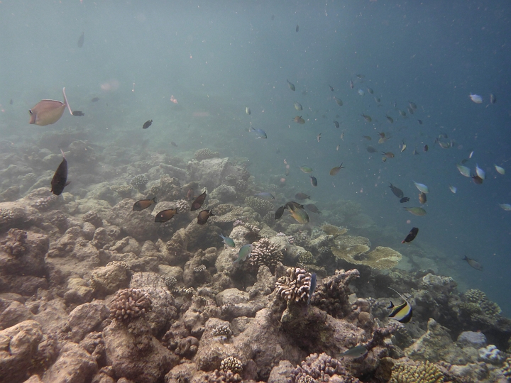 _20150720_165022.JPG - Schnorcheln im großen Aquarium
