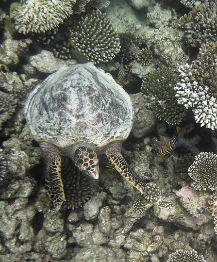 _20150721_104908.JPG - Timmy the turtle