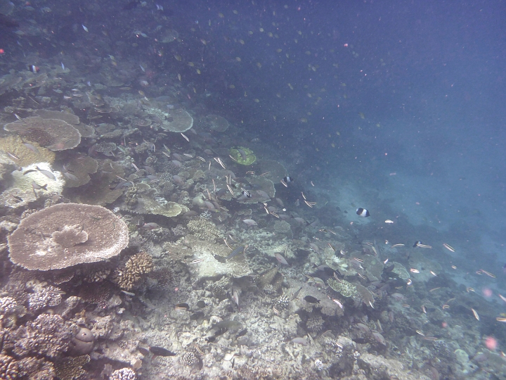_20150721_105103.JPG - Und immer wieder das Außenriff. Was wir nicht ganz verstehen- die meisten Bewohner der Wasserbungalows unseres Armes schnorcheln nur in der Lagune. Am riff ist es ungleich spannender.