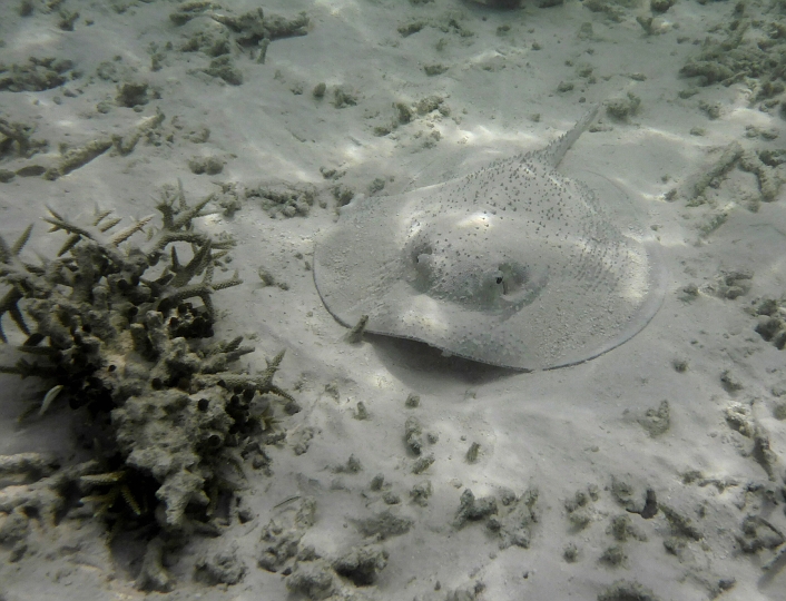 _20150721_105311.JPG - In der Lagune schläft der Rochen