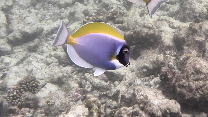 _20150721_183659.JPG - Weißkehldoktorfisch in Nahaufnahme