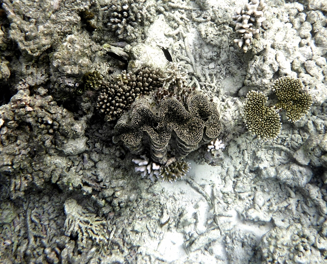 _20150722_084618.JPG - Riesenmuschel. Sieht schon möchtig aus.