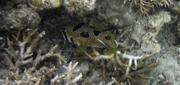 _20150722_084722.JPG - Ein Maskenigelfisch, wie er im Buche steht (wirklich- der in unserem Buch hat genau an der Stelle die Flecken)