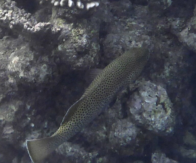 _20150722_084859.JPG - Das könnte eine Harlekinsüßlippe sein, nur passt die Schwanzflosse nicht ganz.