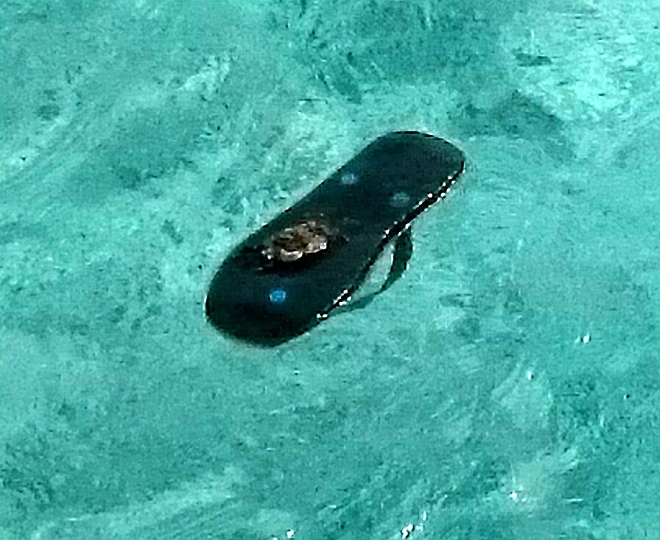 _20150722_090819.JPG - Surfin' Mr. Krabs. Szene nicht gestellt, der schwamm so neben dem Steg!