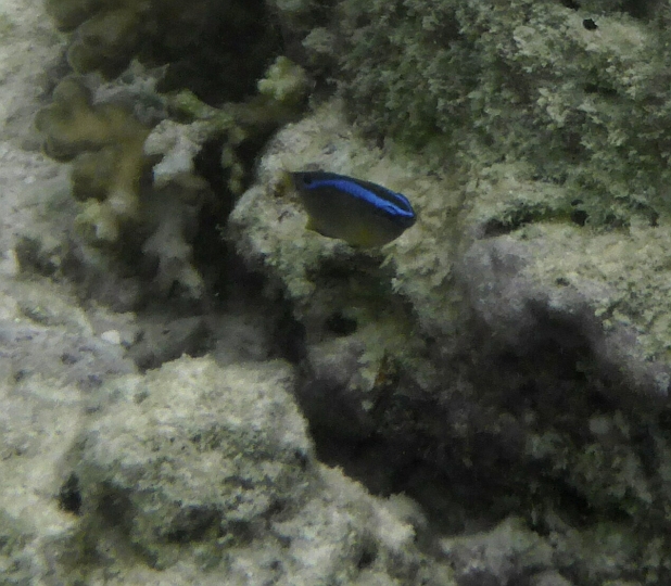 _20150722_112700.JPG - Acuh diesen kleinen Lagunenbewohner konnte ich nicht identifizieren. Der leuchtend blaue Rücken entzückt jedoch.