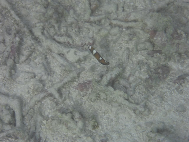 1030169.jpg - Der Fisch (es war kein Wurm), ist noch nicht identifiziert, ev Partnergrundel?