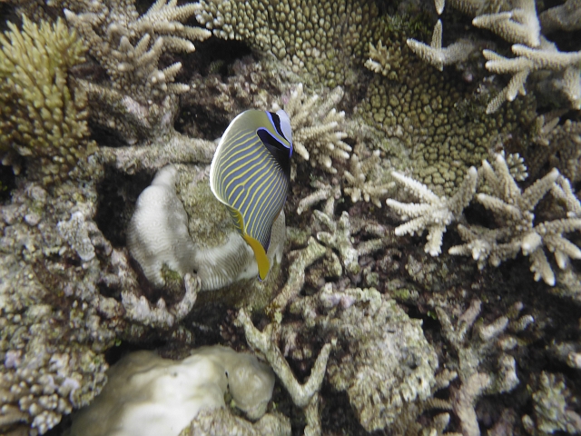1030674.jpg - Imperator- Kaiserfisch. Da ist Clarissa tief runter zur Nahaufnahme.