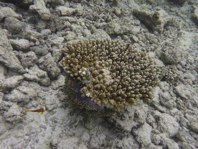 1030709.jpg - Nemo begrüßt uns