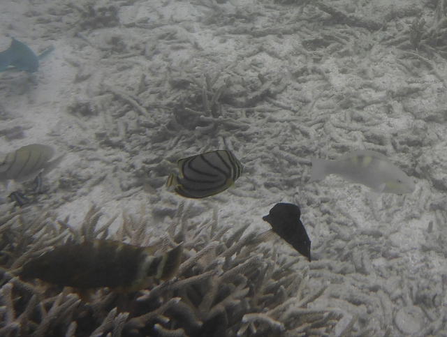 _20150711_175657.JPG - Mayers Falterfisch